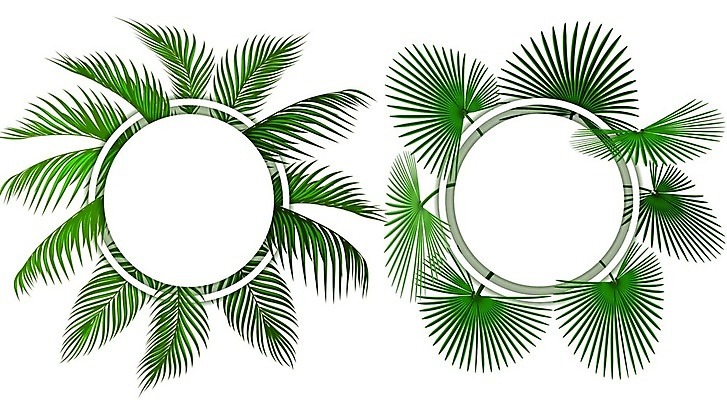 EPS 해외이미지 나무 식물 디자인 섬 백그라운드 잎 패턴 일러스트 자연 벽지 손바닥 미술 장식 초록색 여름 컬러풀 유행 정원 봄 수확 흰색 나뭇가지 직물 인쇄 사파리 그림 질감 하와이 캘리포니아 브라질 고립 아열대 이국적 인기 해외일러스트 손 계절 컬러 무늬 농업 문화예술 미국 남아메리카 생태계 파일형식 벡터 이미지허브