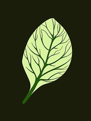 EPS 해외이미지 식물 손 디자인 음식 백그라운드 잎 농업 다이어트 채소 일러스트 재료 자연 건강 요리 미술 그래픽 초록색 세트 주방 정원 어둠 샐러드 수확 신선 양념 시장 인쇄 스케치 허브 심볼 향신료 오브젝트 메뉴 그림 유기농 날것 시금치 내추럴 고립 엘리먼트 채식주의자 해외일러스트 웰빙 산업 컬러 문화예술 신체부위 생태계 채식 향미료 파일형식 벡터 이미지허브