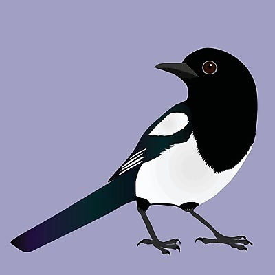 EPS 해외이미지 동물 디자인 아시아 야생동물 일러스트 관계 자연 조류 흑백 종류 그래픽 파란색 디지털 검은색 흰색 도둑 까마귀 고립 해외일러스트 나라 컬러 촬영기법 범죄인 생태계 파일형식 벡터 이미지허브