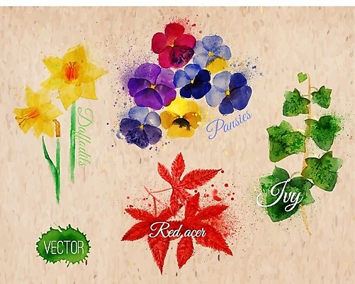 EPS 해외이미지 단풍 잎 일러스트 사람없음 담쟁이덩굴 손그림 수선화 팬지 엘리먼트 해외일러스트 식물 꽃 덩굴 파일형식 벡터 이미지허브