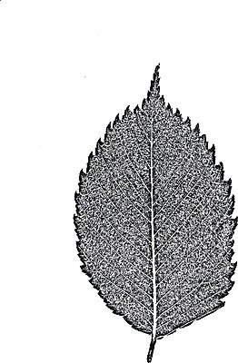 EPS 해외이미지 나무 디자인 선 리플렛 벽 백그라운드 잎 패턴 일러스트 자연 벽지 표면 날씨 추상 미술 목재 장식 검은색 고통 수확 흰색 시골 판넬 거친 낟알 고민 질감 복고 덮기 잡동사니 내추럴 그런지 수목 엘리먼트 옛날 해외일러스트 식물 감정 컬러 무늬 농업 재료 모션 문화예술 생태계 파일형식 벡터 이미지허브