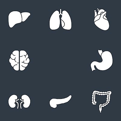 EPS 해외이미지 디자인 실루엣 과학 백그라운드 신체 일러스트 해부 건강 사람 내부 세트 약 검은색 흰색 하트 오르간 신장 질병 수집 심볼 사인 뇌 생물학 간 시스템 방광 췌장 고립 엘리먼트 해외일러스트 모양 교육 컬러 의학 촬영기법 장기_의학 건반악기 비뇨기관 파일형식 벡터 이미지허브