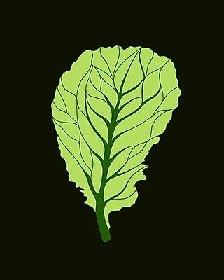 EPS 해외이미지 식물 디자인 잡화 음식 백그라운드 잎 농업 다이어트 채소 일러스트 재료 자연 건강 요리 미술 그래픽 초록색 정원 식사 어둠 봄 샐러드 신선 시장 플랫 상추 만화 먹기 오브젝트 싱글 유기농 양배추 날것 섬유 내추럴 고립 엘리먼트 채식주의자 해외일러스트 웰빙 계절 산업 컬러 모션 문화예술 직물 생태계 채식 파일형식 벡터 이미지허브