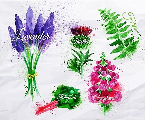 EPS 해외이미지 일러스트 사람없음 손그림 라벤더 엉겅퀴 디기탈리스 엘리먼트 해외일러스트 식물 꽃 허브 파일형식 벡터 이미지허브