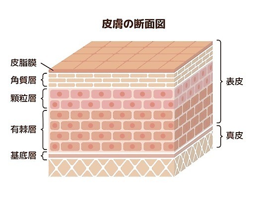 EPS 해외이미지 일러스트 의학 세포 건강 사람없음 한자 일본어 피부 피부층 해외일러스트 문자 신체부위 파일형식 벡터 이미지허브