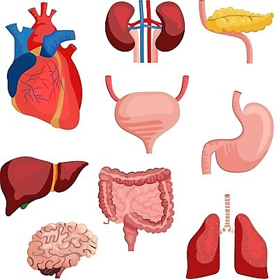 EPS 해외이미지 디자인 배너 교육 포스터 리플렛 과학 신체 일러스트 해부 건강 사람 내부 장식 세트 약 라벨 하트 신용카드 오르간 신장 질병 수집 사인 뇌 레이아웃 생물학 간 시스템 방광 췌장 고립 엘리먼트 스타일 현실 해외일러스트 모양 의학 프레임 금융 장기_의학 건반악기 비뇨기관 파일형식 벡터 이미지허브
