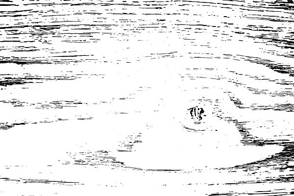 EPS 해외이미지 나무 템플릿 디자인 벽 백그라운드 패턴 일러스트 자연 벽지 탁자 표면 추상 바닥 미술 목재 그래픽 검은색 어둠 고통 수확 흰색 판넬 거친 널 낟알 고민 질감 복고 먼지 덮기 내추럴 그런지 수목 엘리먼트 옛날 파케트 해외일러스트 식물 감정 컬러 가구 무늬 농업 재료 모션 문화예술 생태계 파일형식 벡터 산업 생활용품 오브젝트 이미지허브