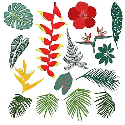 EPS 해외이미지 식물 디자인 계절 꽃잎 꽃 백그라운드 잎 꽃무늬 일러스트 자연 휴가 열대 손바닥 장식 초록색 여름 세트 파티 유행 정원 벚꽃 신용카드 숲 인쇄 수집 심볼 그림 하와이 발리 고립 양치류 엘리먼트 이국적 파라다이스 하와이인 히비스커스 해외일러스트 외국인 손 컬러 섬 무늬 이벤트 금융 미국 생태계 인도네시아 파일형식 벡터 이미지허브