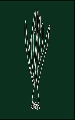 EPS 해외이미지 식물 디자인 선 음식 백그라운드 잎 농업 다이어트 채소 일러스트 재료 자연 양파 건강 요리 그래픽 초록색 주방 봄 샐러드 흰색 신선 상품 다발 먹기 허브 향신료 오브젝트 그림 유기농 날것 뿌리 부추 내추럴 고립 숙성 채식주의자 비건 해외일러스트 웰빙 계절 산업 컬러 모션 생태계 채식 향미료 파일형식 벡터 이미지허브