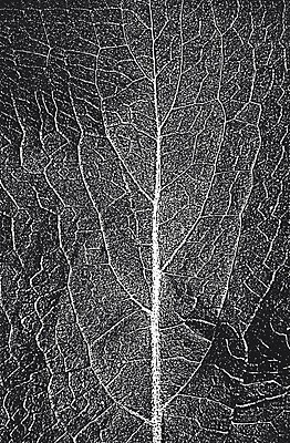 EPS 해외이미지 나무 디자인 선 리플렛 벽 백그라운드 잎 패턴 일러스트 자연 벽지 표면 날씨 추상 미술 목재 장식 검은색 고통 수확 흰색 시골 판넬 거친 낟알 고민 질감 복고 덮기 잡동사니 내추럴 그런지 수목 엘리먼트 옛날 해외일러스트 식물 감정 컬러 무늬 농업 재료 모션 문화예술 생태계 파일형식 벡터 이미지허브