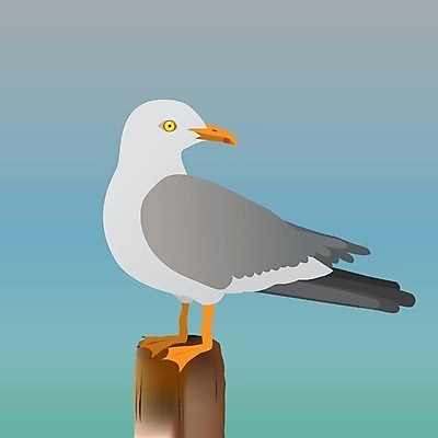 EPS 해외이미지 동물 야생동물 바다 날개 일러스트 갈매기 조류 어류 어업 앉기 목재 수영 웹 회색 깃털 부리 봉 물새 물갈퀴 계산서 해외일러스트 나무 산업 컬러 인터넷 재료 모션 수중동물 수상스포츠 파일형식 벡터 이미지허브