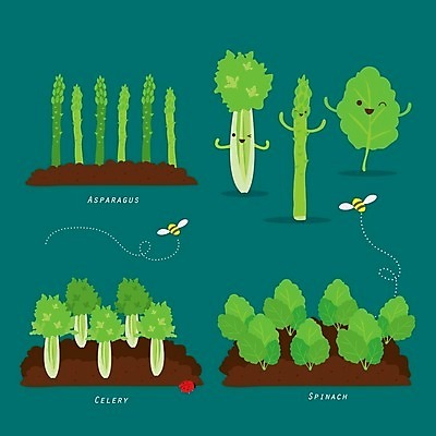 EPS 해외이미지 밭 일러스트 사람없음 초록색 흙 성장 아스파라거스 시금치 샐러리 해외일러스트 컬러 농업 채소 파일형식 벡터 이미지허브