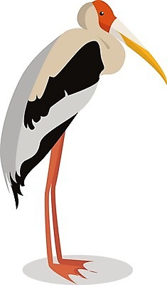 EPS 해외이미지 동물 디자인 야생동물 백그라운드 날개 일러스트 자연 조류 수채화 미술 물 컬러풀 검은색 회색 흰색 스케치 왜가리 깃털 그림 부리 고립 해외일러스트 자연요소 컬러 문화예술 생태계 파일형식 벡터 이미지허브