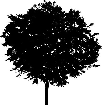 EPS 해외이미지 클립아트 나무 템플릿 공원 실루엣 줄기 낙엽 곡선 일러스트 자연 그림자 야외 그래픽 환경 수확 낙서 큼 스케치 자르기 관목 흰배경 복고 생물학 내추럴 고립 삼림지대 현실 해외일러스트 식물 공공시설 교육 선 백그라운드 잎 농업 모션 촬영기법 미술 흰색 숲 크기 생태계 파일형식 벡터 이미지허브