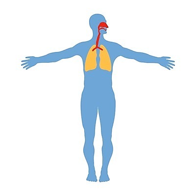 EPS 해외이미지 모델 교육 과학 신체 일러스트 해부 생물 건강 사람 내부 약 입 구멍 조직 오르간 호흡기관 코드 호흡 코 생물학 시스템 산소 고립 궤 보컬 해외일러스트 의학 신체부위 장기_의학 원소 건반악기 파일형식 벡터 이미지허브