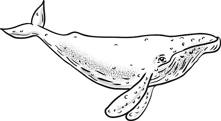 EPS 해외이미지 일러스트 포유류 잉크 흑백 그래픽 낙서 스케치 고래 그림 손그림 스크래치 핸드메이드 해외일러스트 동물 촬영기법 미술 수중동물 파일형식 벡터 이미지허브