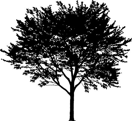 EPS 해외이미지 클립아트 나무 템플릿 공원 실루엣 줄기 낙엽 곡선 일러스트 자연 그림자 야외 그래픽 환경 수확 낙서 큼 스케치 자르기 관목 흰배경 복고 생물학 내추럴 고립 삼림지대 현실 해외일러스트 식물 공공시설 교육 선 백그라운드 잎 농업 모션 촬영기법 미술 흰색 숲 크기 생태계 파일형식 벡터 이미지허브