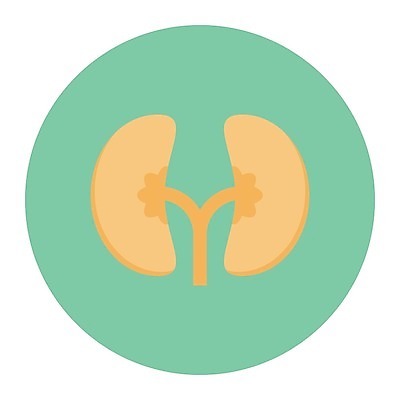 EPS 해외이미지 디자인 과학 백그라운드 신체 일러스트 해부 건강 병원 사람 내부 약 오르간 신장 심볼 사인 생물학 심플 시스템 정맥 고립 돌봄 해외일러스트 교육 의학 모션 건반악기 비뇨기관 혈관 파일형식 벡터 이미지허브