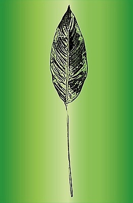 EPS 해외이미지 나무 디자인 선 리플렛 벽 백그라운드 잎 패턴 일러스트 자연 벽지 표면 날씨 추상 미술 목재 장식 검은색 고통 수확 흰색 시골 판넬 거친 낟알 고민 질감 복고 덮기 잡동사니 내추럴 그런지 수목 엘리먼트 옛날 해외일러스트 식물 감정 컬러 무늬 농업 재료 모션 문화예술 생태계 파일형식 벡터 이미지허브