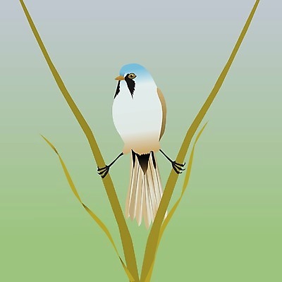 EPS 해외이미지 동물 야생동물 일러스트 자연 조류 수염 앉기 깃털 부리 내추럴 동물상 해외일러스트 모션 조형물 생태계 파일형식 벡터 이미지허브