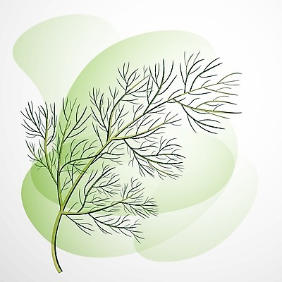 EPS 해외이미지 나무 식물 1 전통 디자인 음식 줄기 백그라운드 잎 크리스마스 꽃무늬 농업 일러스트 자연 휴가 파슬리 요리 미술 초록색 흰색 나뭇가지 신선 고명 양념 정상 스케치 허브 향신료 유기농 향 고립 딜 엘리먼트 회향 해외일러스트 웰빙 기념일 꽃 산업 컬러 무늬 채소 문화예술 생태계 향미료 파일형식 벡터 이미지허브