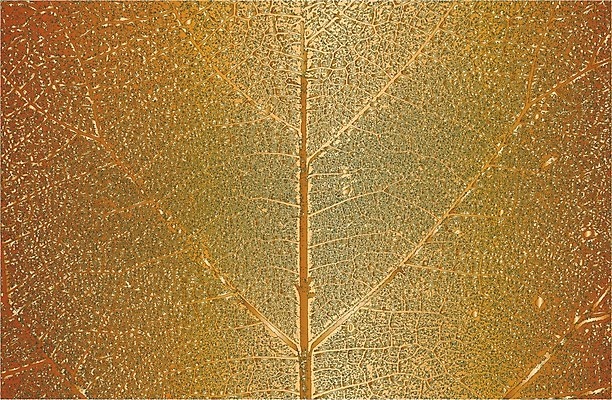 EPS 해외이미지 나무 디자인 선 리플렛 벽 줄기 백그라운드 잎 패턴 일러스트 자연 벽지 표면 날씨 추상 목재 초록색 검은색 줄무늬 고통 회색 수확 흰색 시골 거친 황금 낟알 고민 질감 복고 잡동사니 정맥 내추럴 그런지 수목 엘리먼트 옛날 해외일러스트 식물 감정 컬러 무늬 농업 재료 생태계 혈관 파일형식 벡터 이미지허브