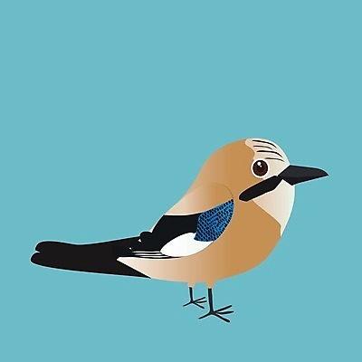 EPS 해외이미지 동물 야생동물 어린이 일러스트 자연 조류 왕관 빨간색 파란색 컬러풀 소리 아기 숲 만화 도둑 깃털 코믹 시끄러움 까마귀 고립 삼림지대 해외일러스트 컬러 사람 범죄인 생태계 파일형식 벡터 이미지허브