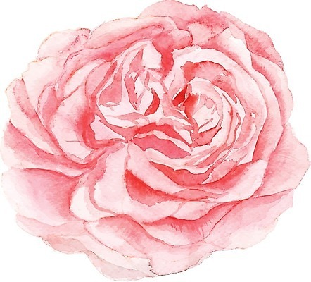 EPS 해외이미지 식물 꽃 일러스트 붓터치 사람없음 그림 번짐 작약 해외일러스트 파일형식 벡터 효과 이미지허브