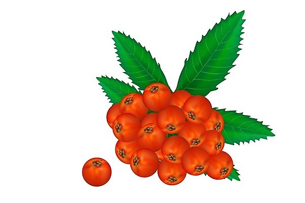 EPS 해외이미지 나무 식물 디자인 계절 열매 포스터 음식 백그라운드 잎 오렌지 과일 일러스트 자연 건강 그래픽 장식 빨간색 정원 흰색 나뭇가지 신선 숲 인쇄 다발 유기농 내추럴 고립 숙성 엘리먼트 재 현실 해외일러스트 웰빙 컬러 생태계 파일형식 벡터 이미지허브