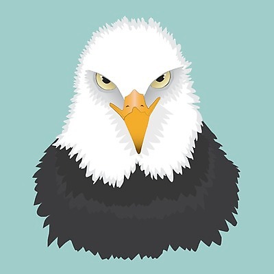 EPS 해외이미지 동물 디자인 얼굴 야생동물 백그라운드 일러스트 자연 조류 그래픽 반려동물 머리 검은색 미국 분노 흰색 닫기 만화 스케치 심볼 깃털 사인 그림 부리 독수리 고립 해외일러스트 감정 컬러 북아메리카 모션 미술 신체부위 생태계 파일형식 벡터 이미지허브