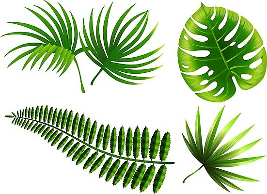 EPS 해외이미지 일러스트 나뭇잎 사람없음 초록색 풀잎 해외일러스트 컬러 잎 풀_식물 파일형식 벡터 이미지허브