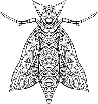 EPS 해외이미지 곤충 일러스트 그림 나방 만다라 해외일러스트 동물 파일형식 벡터 이미지허브