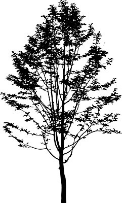 EPS 해외이미지 클립아트 나무 템플릿 공원 실루엣 줄기 낙엽 곡선 일러스트 자연 그림자 야외 그래픽 환경 수확 낙서 큼 스케치 자르기 관목 흰배경 복고 생물학 내추럴 고립 삼림지대 현실 해외일러스트 식물 공공시설 교육 선 백그라운드 잎 농업 모션 촬영기법 미술 흰색 숲 크기 생태계 파일형식 벡터 이미지허브