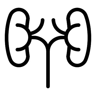 EPS 해외이미지 디자인 선 과학 신체 일러스트 해부 가족 건강 병원 사람 내부 약 흰색 오르간 신장 심볼 사인 생물학 심플 시스템 정맥 고립 돌봄 헬프 해외일러스트 교육 컬러 의학 관계 모션 도움 건반악기 비뇨기관 혈관 파일형식 벡터 이미지허브