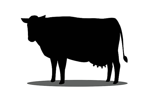 EPS 해외이미지 모양 동물 디자인 실루엣 백그라운드 농업 일러스트 포유류 자연 육류 그림자 미술 서기 그래픽 반려동물 농장 머리 검은색 가축 소고기 우유 흰색 소 농부 만화 심볼 사인 그림 황소 꼬리 윤곽 젖 고립 밭일 해외일러스트 직업 산업 컬러 식재료 모션 문화예술 유제품 촬영기법 신체부위 생태계 파일형식 벡터 이미지허브