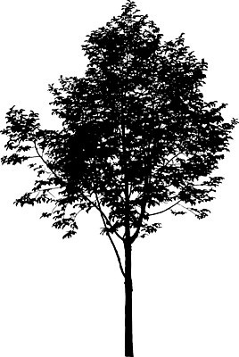 EPS 해외이미지 클립아트 나무 템플릿 공원 실루엣 줄기 낙엽 곡선 일러스트 자연 그림자 야외 그래픽 환경 수확 낙서 큼 스케치 자르기 관목 흰배경 복고 생물학 내추럴 고립 삼림지대 현실 해외일러스트 식물 공공시설 교육 선 백그라운드 잎 농업 모션 촬영기법 미술 흰색 숲 크기 생태계 파일형식 벡터 이미지허브