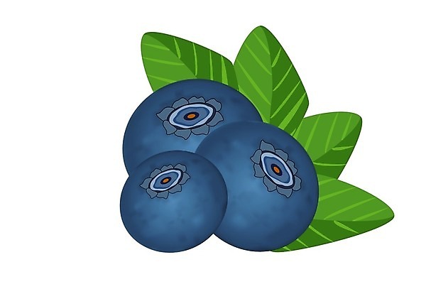 EPS 해외이미지 식물 디자인 열매 음식 백그라운드 잎 농업 다이어트 과일 일러스트 재료 자연 디저트 건강 초록색 파란색 3D 주스 흰색 신선 그룹 달콤 맛 상품 숲 잼 먹기 오브젝트 흰배경 유기농 블루베리 날것 내추럴 고립 숙성 채식주의자 현실 해외일러스트 웰빙 산업 음료 컬러 컨셉 모션 소스_음식 디지털합성 생태계 채식 파일형식 벡터 이미지허브