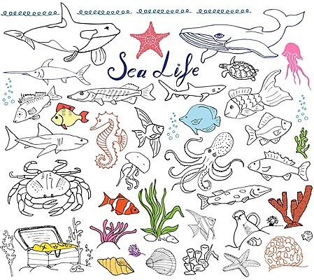 EPS 해외이미지 동물 캐릭터 손 디자인 음식 바다 백그라운드 일러스트 자연 불가사리 새우 어류 미술 그래픽 물 세트 수중 저녁식사 수확 게 껍질 그리기 산호 낙서 만화 스케치 수집 아래 고래 해산물 사인 그림 윤곽 연어 상어 고립 궤 엘리먼트 필기체 레터링 해외일러스트 일러캐릭터 자연요소 문자 농업 포유류 모션 문화예술 극피동물 갑각류 신체부위 식사 수중동물 자포동물 방향 생태계 위치 파일형식 벡터 이미지허브