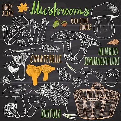EPS 해외이미지 식물 손 디자인 계절 선 음식 백그라운드 다이어트 채소 일러스트 재료 자연 건강 요리 그래픽 세트 갈색 바구니 식사 칠판 버섯 가을 흰색 신선 낙서 숲 스케치 수집 오브젝트 사인 그림 분필 유기농 날것 윤곽 내추럴 곰팡이 그물버섯 식용 채식주의자 비건 해외일러스트 웰빙 컬러 미술 신체부위 초크 생태계 채식 파일형식 벡터 이미지허브