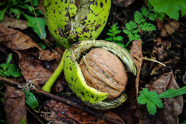 포토 JPG 해외이미지 나무 계절 음식 잎 농업 과일 재료 자연 건조 사람없음 초록색 갈색 정원 모임 견과류 수확 성장 껍질 시골 신선 오픈 언덕 유기농 날것 호두 국산 내추럴 땅바닥 보스니아 숙성 세련 해외포토 식물 웰빙 산업 컬러 바닥 생태계 파일형식 이미지허브