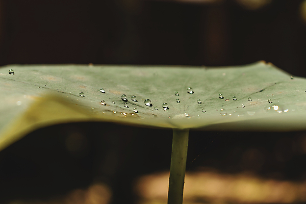 포토 JPG 해외이미지 식물 꽃 아시아 호수 백그라운드 잎 꽃무늬 패턴 자연 아침 날씨 추상 연꽃 사람없음 초록색 물 여름 뷰티 반사 정원 화장품 젖음 촉촉함 벚꽃 물방울 신선 센터 닫기 이슬 백합 구슬 묘사 질감 정맥 내추럴 효과 해외포토 주간 자연요소 계절 나라 컬러 무늬 모션 생태계 혈관 파일형식 이미지허브