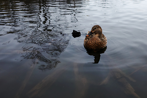 포토 JPG 해외이미지 동물 여자 호수 야생동물 자연 조류 표면 오리 사람없음 야외 물 반사 갈색 평화 우주 수영 침묵 연못 깃털 부리 물새 청둥오리 계산서 카피스페이스 해외포토 자연요소 컬러 컨셉 사람 소리 공백 수상스포츠 생태계 파일형식 이미지허브