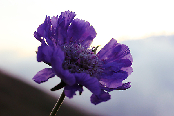 포토 JPG 해외이미지 식물 디자인 계절 꽃 줄기 백그라운드 잎 패턴 밭 자연 아침 추상 풍경 사람없음 야외 초록색 물 여름 태양 뷰티 환경 정원 봄 젖음 성장 물방울 나뭇가지 신선 액체 닫기 떨어짐 이슬 빗방울 순수 묘사 질감 내추럴 해외포토 주간 자연요소 나무 컬러 컨셉 무늬 농업 모션 비_날씨 생태계 파일형식 이미지허브