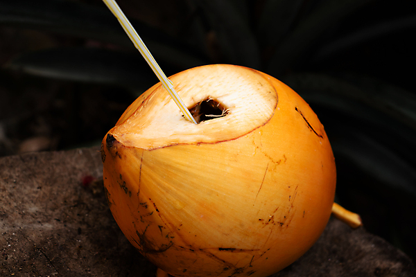 포토 JPG 해외이미지 나무 손 계절 아시아 음료 섬 여행 다이어트 오렌지 과일 자연 휴가 동양인 사람없음 물 갈색 노란색 주스 펼침 견과류 신선 원형 맛 갈증 먹기 유기농 지역 코코넛 밀짚 내추럴 숙성 스리랑카 이국적 채식주의자 해외포토 자연요소 도형 식물 웰빙 나라 컬러 컨셉 모션 건강 인종 신체부위 짚 생태계 채식 파일형식 이미지허브