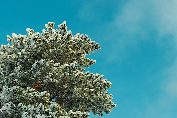 포토 JPG 해외이미지 나무 식물 구름 계절 여행 백그라운드 겨울 자연 하늘 추상 산 미술 풍경 경사 사람없음 목재 가로 초록색 파란색 뷰티 갈색 환경 어둠 추위 안개 흰색 나뭇가지 시골 소나무 스페인 숲 큼 언덕 서리 상록수 침엽수 흐림 뿌연 생태학 웅장함 카피스페이스 해외포토 자연요소 교육 유럽 컬러 무늬 재료 날씨 문화예술 공백 크기 생태계 파일형식 이미지허브