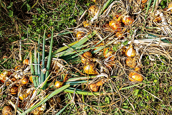 포토 JPG 해외이미지 식물 음식 백그라운드 채소 재료 전구 양파 건조 건강 요리 사람없음 빛 태양 노란색 샐러드 수확 껍질 신선 양념 그룹 황금 향신료 유기농 날것 뿌리 내추럴 숙성 채식주의자 샬롯 해외포토 자연요소 웰빙 컬러 농업 채식 향미료 파일형식 이미지허브