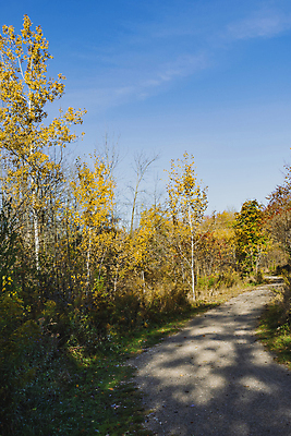 포토 JPG 해외이미지 나무 공원 도로 여행 백그라운드 잎 자연 사람없음 야외 초록색 파란색 정원 봄 산책 흰색 도시 자작나무 해외포토 식물 계절 공공시설 길 컬러 교통시설 휴식 생태계 파일형식 이미지허브