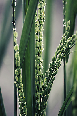 포토 JPG 해외이미지 식물 전통 계절 아시아 음식 줄기 백그라운드 잎 농업 태국 자연 밥 건조 씨앗 동양인 사람없음 야외 초록색 여름 파란색 농작물 농장 농경지 갈색 정원 수확 성장 가을 시골 신선 낟알 시리얼 척추 묘사 유기농 내추럴 논밭 밭일 숙성 해외포토 웰빙 나라 산업 컬러 밭 뼈 논 인종 생태계 파일형식 이미지허브
