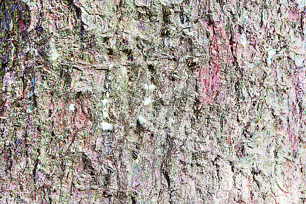 포토 JPG 해외이미지 나무 식물 디자인 백그라운드 패턴 자연 표면 날씨 추상 건조 이끼 사람없음 야외 목재 세로 갈색 껍질 소나무 거친 닫기 숲 피부 묘사 유기농 질감 나무껍질 자작나무 내추럴 그런지 수목 옛날 카피스페이스 디테일 해외포토 웰빙 컬러 무늬 재료 모션 신체부위 공백 생태계 파일형식 이미지허브