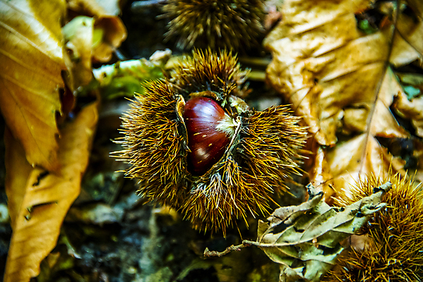 포토 JPG 해외이미지 나무 식물 계절 유럽 음식 백그라운드 단풍 잎 과일 재료 자연 건강 씨앗 사람없음 초록색 빛 갈색 정원 이탈리아 견과류 수확 껍질 신선 오픈 달콤 맛 숲 11월 유기농 고슴도치 빛망울 10월 내추럴 채식주의자 해외포토 웰빙 나라 컬러 컨셉 농업 포유류 날짜 생태계 채식 파일형식 이미지허브